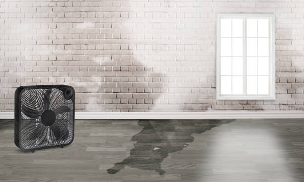 Best Flood damage cleanup  in Congress, AZ
